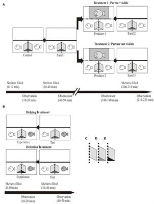 Coaction vs. Reciprocal Cooperation Among Unrelated Individuals in Social Cichlids